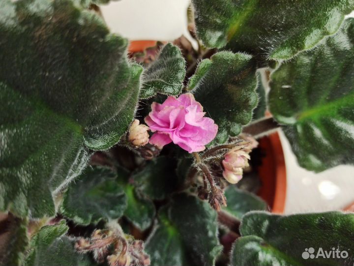 Фиалки цветущие в горшке