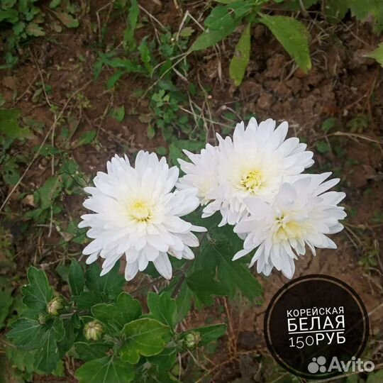 Хризантемы мультифлоры, корейские и кустовые