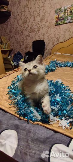 Котята мальчики
