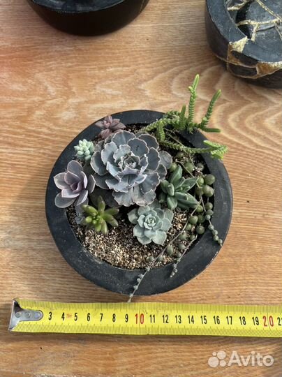 Композиция с суккулентами