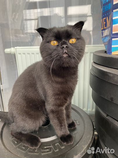 Бамперные диски, каучуковые диски