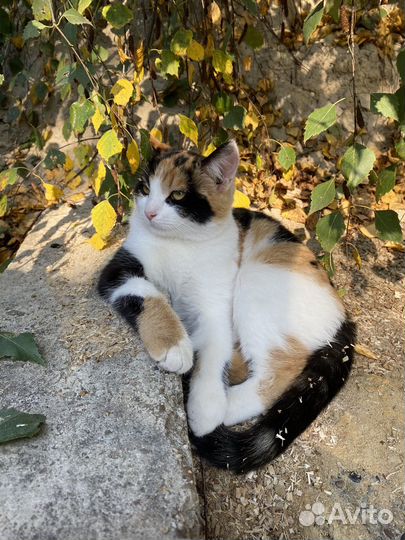 Кошечка ласкушка