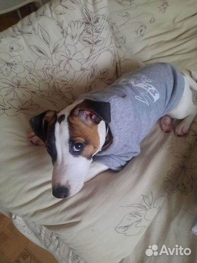 Одежда для собак