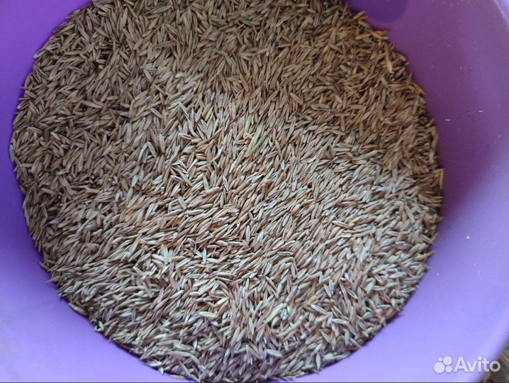 Семена овсяницы луговой