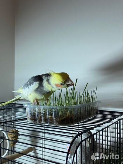 Попугай корелла мальчик (9 мес.)