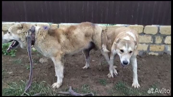 Волкодавы щенки