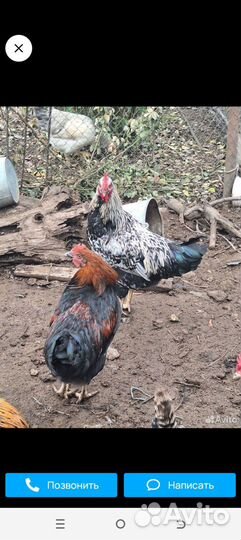 Молодые петухи