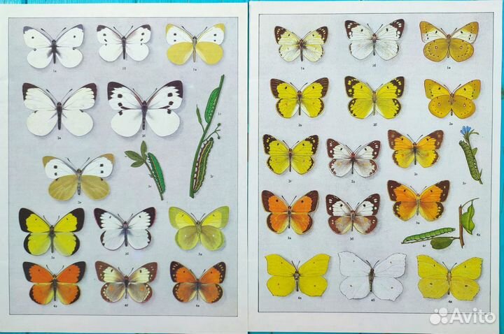 Винтажные иллюстрации бабочки