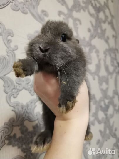 Декоративные карликовые кролики