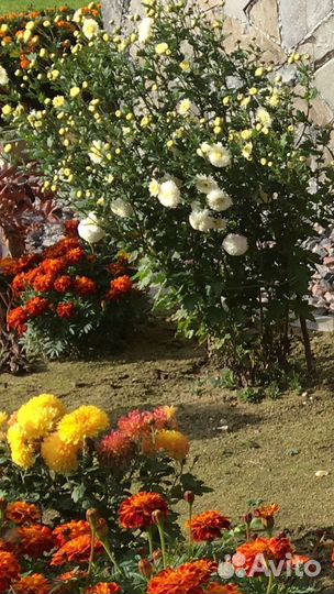 Хризантема белая, жёлтая, темно розовая, оранжевая