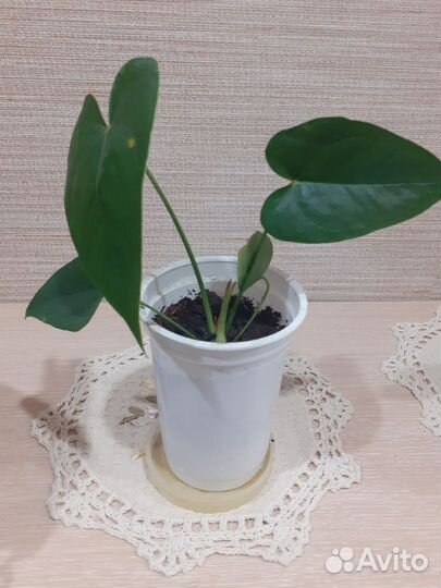 Комнатные цветы антуриум