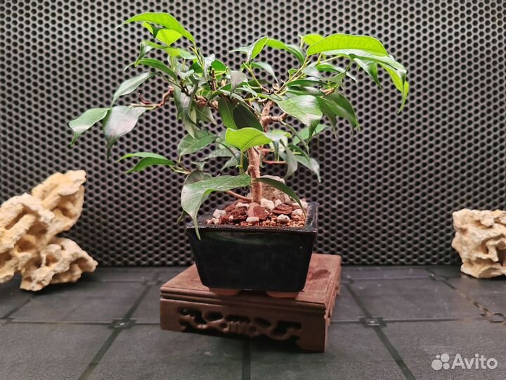Фикус бенджамина