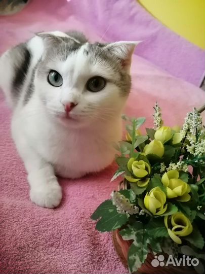 Луна верит в чудо