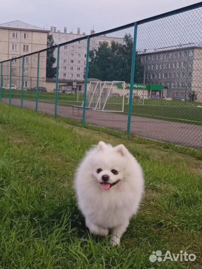 Немецкий шпиц вязка