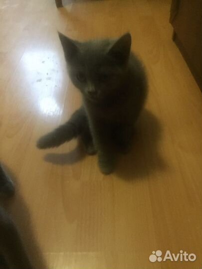 Британские котята