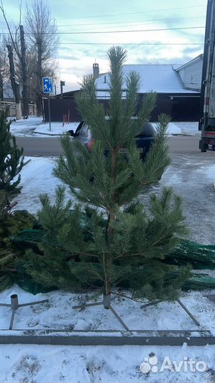 Живые ели и сосны