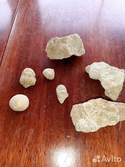 Окаменелости