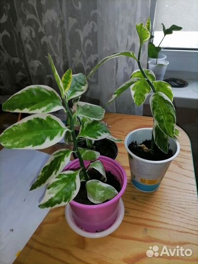 Педилантус