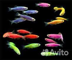 Аквариумные рыбки. Широкий ассортимент