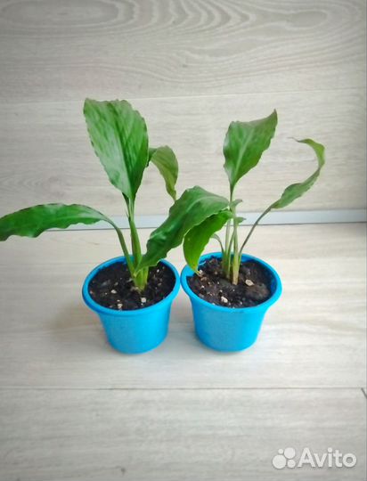 Спатифиллум (детки)