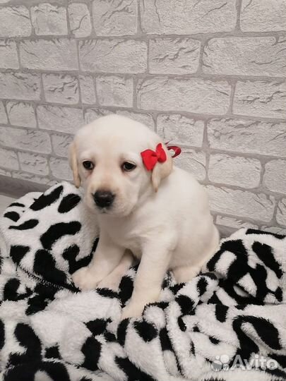 Продам щенка лабрадора