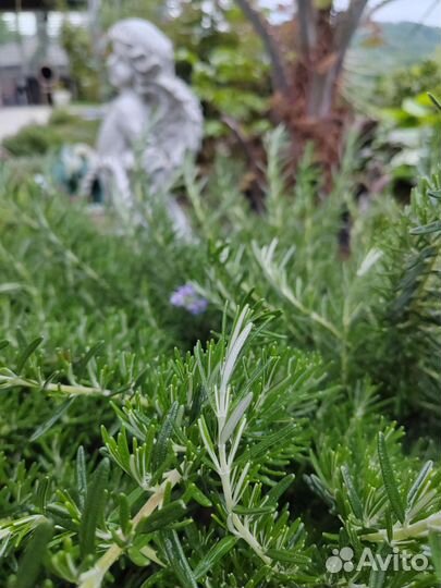 Гидролат из эфирномаслиничных растений