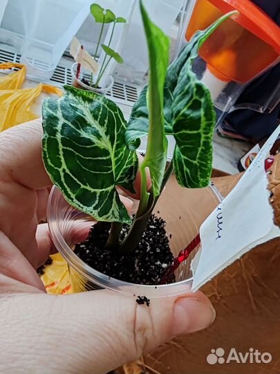 Сингониумы сортовые