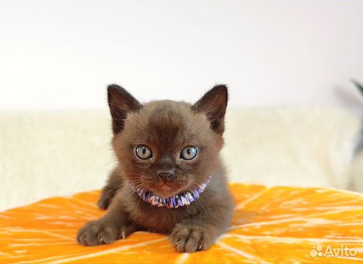 Бурманские котята