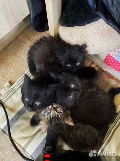 Котята в добрые руки
