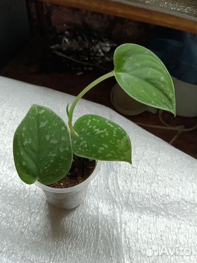 Сциндапсус эпипремнум, хойя