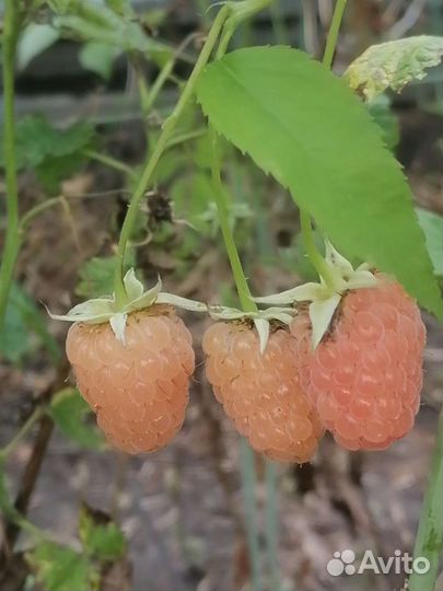 Ремонтантная малина