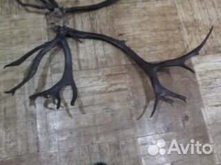 Рога и другие предметы