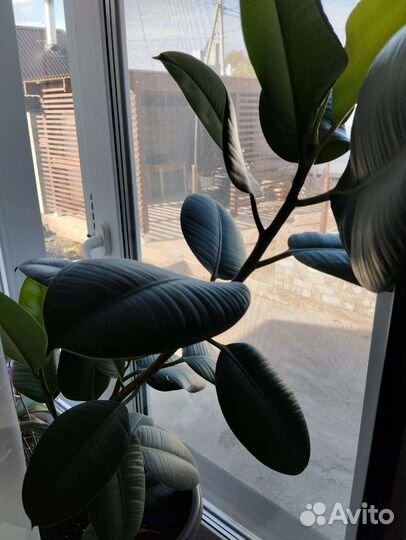 Фикус Робуста