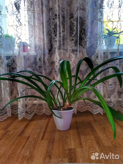 Гиппеаструм