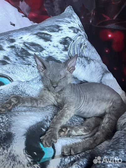 Котята сфинкс браш