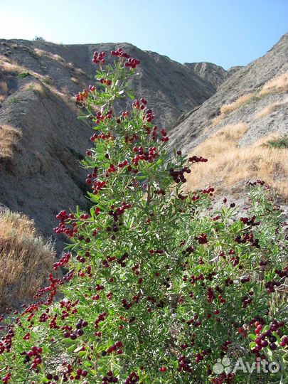 Селитрянка тангутская (нитрария), семена