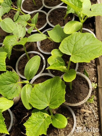 Рассада огурцов