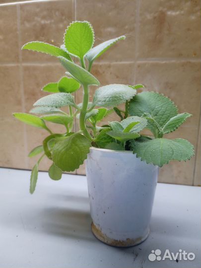 Плекратус ароматный, комнатная, лимонная мята