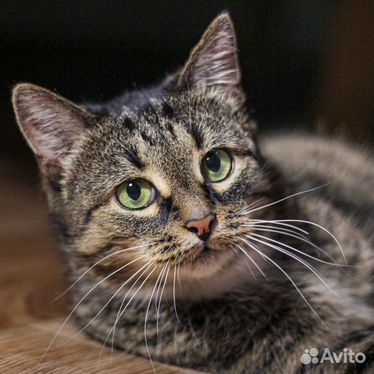 Кошка в добрые руки