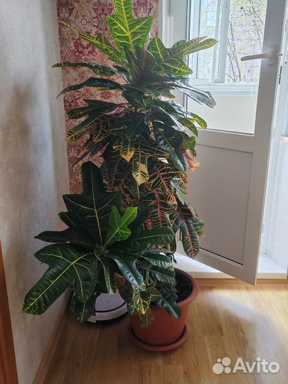 Кодиеум кротон