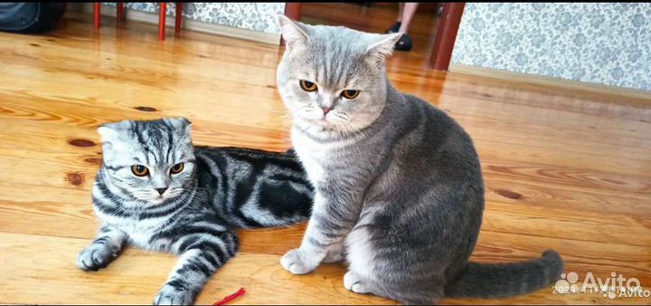 Шотландские котята
