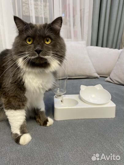 Миска для кошек