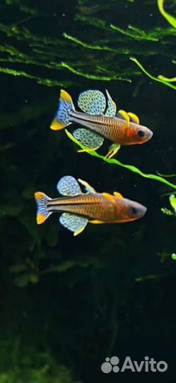 Данио margaritatus