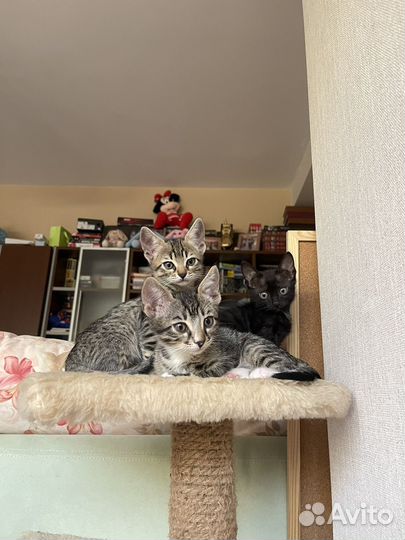 Полу-Бенгальские котята