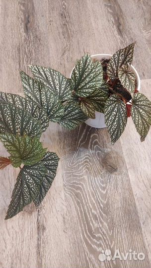 Бегония вечноцветущая