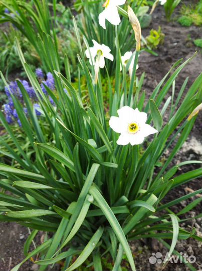 Многолетние цветы