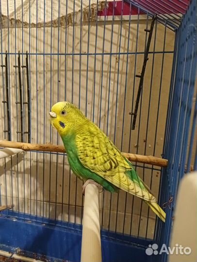 Продам голубя