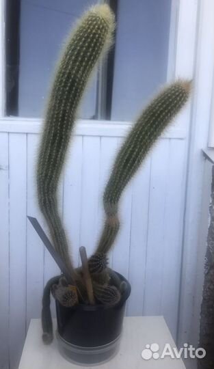 Кактус 12-летний