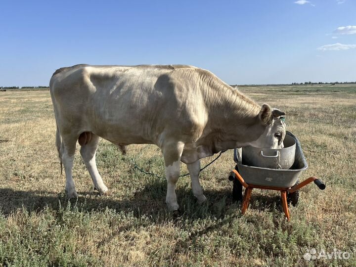 Продам быка на племя симментал