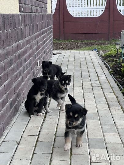 Щенки смесь Хаски